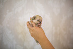 Pomeranian Welpe in zweiter Lebenswoche