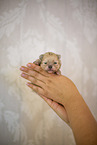 Pomeranian Welpe in zweiter Lebenswoche