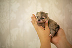 Pomeranian Welpe in zweiter Lebenswoche