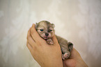 Pomeranian Welpe in zweiter Lebenswoche