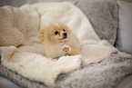 Pomeranian auf der Couch