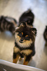 Pomeranian Welpe in Zuchsttte