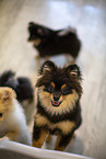 Pomeranian Welpe in Zuchsttte