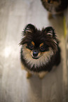 Pomeranian Welpe in Zuchsttte