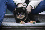 Pomeranian Welpe