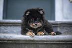 Pomeranian Welpe