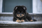 Pomeranian Welpe