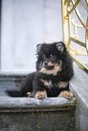 Pomeranian Welpe
