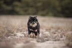 Pomeranian Welpe