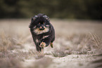 Pomeranian Welpe