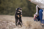Pomeranian Welpe