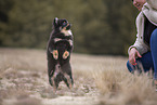 Pomeranian Welpe