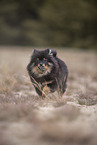 Pomeranian Welpe
