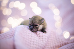 Pomeranian in erster Lebenswoche
