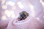 Pomeranian in erster Lebenswoche