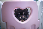 Pomeranian Welpe in Zuchsttte