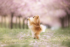 Pomeranian Welpe in der Kirschblte