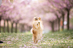 Pomeranian Welpe in der Kirschblte