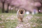 Pomeranian Welpe in der Kirschblte