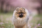 Pomeranian Welpe in der Kirschblte