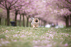 Pomeranian Welpe in der Kirschblte