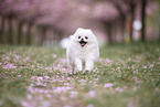 Pomeranian Welpe in der Kirschblte