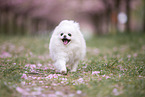 Pomeranian Welpe in der Kirschblte