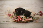 sehr junger Pomeranian