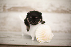 sehr junger Pomeranian