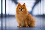 Pomeranian