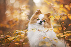 Pomeranian im Herbst