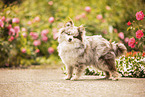 Pomeranian