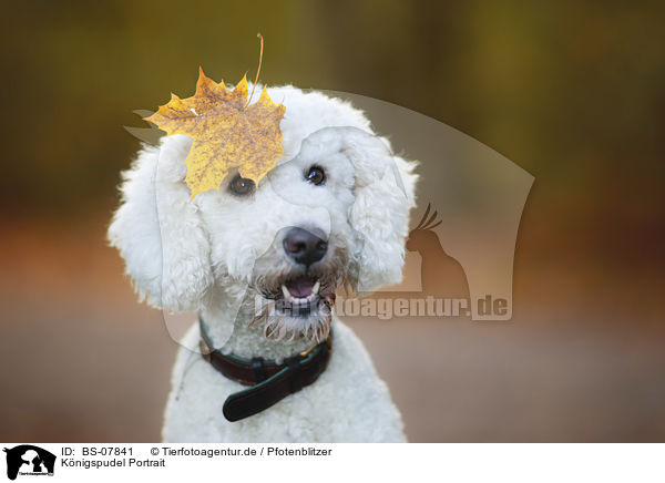 Knigspudel Portrait / BS-07841