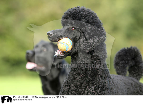 spielende Hunde / playing Dogs / KL-19340