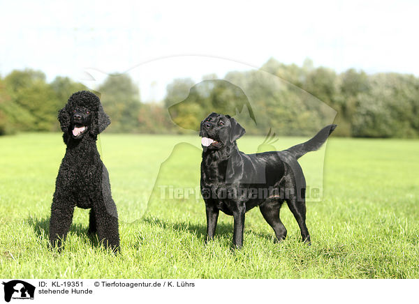 stehende Hunde / KL-19351