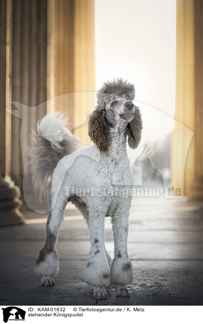 stehender Knigspudel / standing King Poodle / KAM-01632