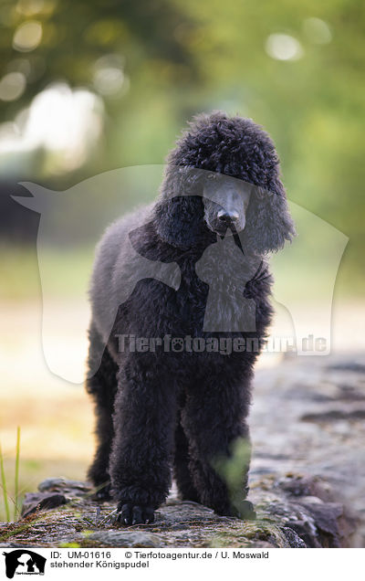 stehender Knigspudel / standing King Poodle / UM-01616