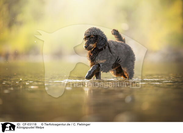 Knigspudel Welpe / Royal Poodle Puppy / CF-03118