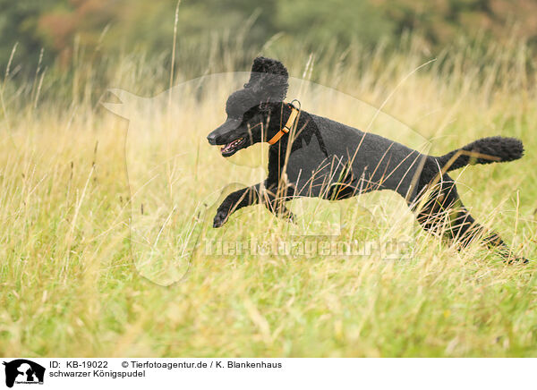 schwarzer K�nigspudel / black Giant poodle / KB-19022