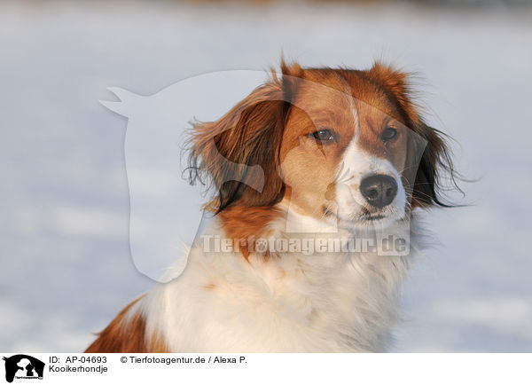 Kooikerhondje / Small Dutch Waterfowl Dog / AP-04693