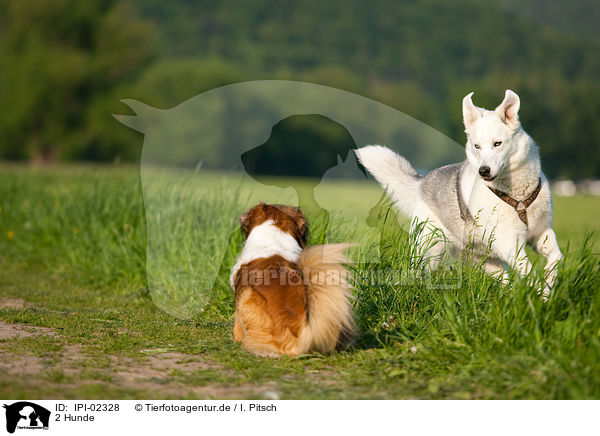 2 Hunde / 2 dogs / IPI-02328