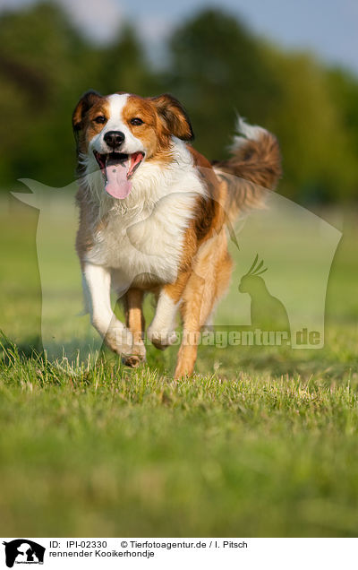 rennender Kooikerhondje / IPI-02330