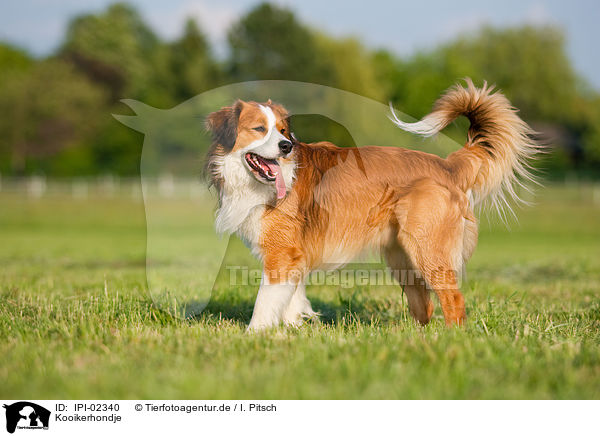 Kooikerhondje / IPI-02340
