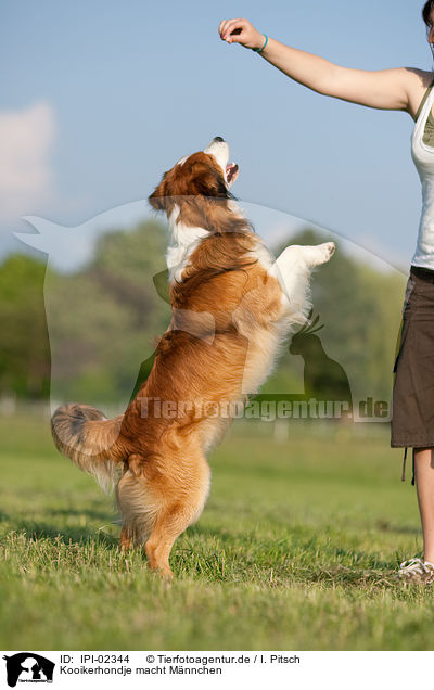 Kooikerhondje macht Mnnchen / IPI-02344
