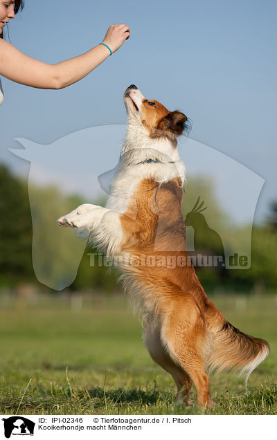 Kooikerhondje macht Mnnchen / Kooikerhondje shows trick / IPI-02346