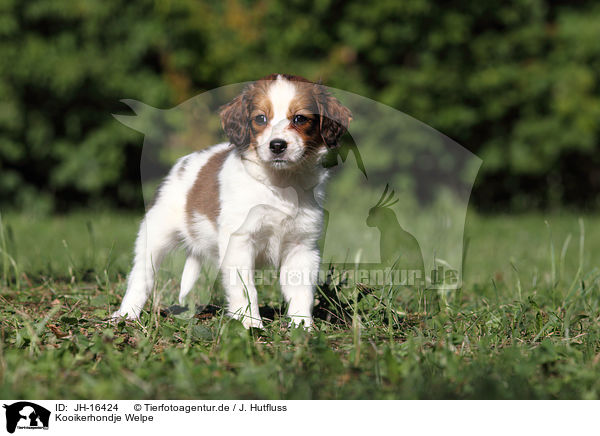 Kooikerhondje Welpe / JH-16424