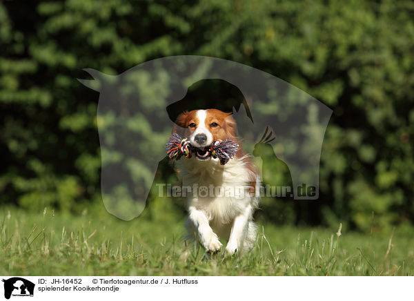 spielender Kooikerhondje / playing Kooikerhondje / JH-16452