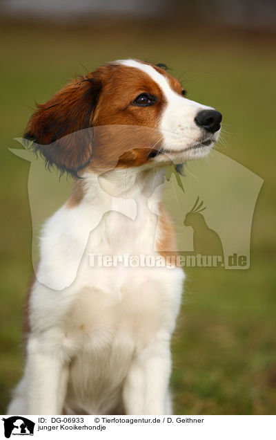 junger Kooikerhondje / DG-06933