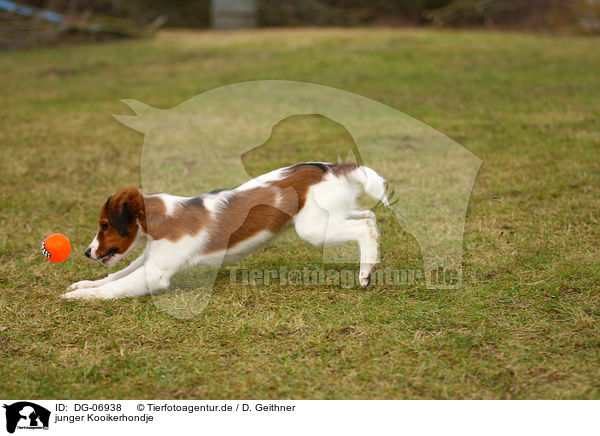 junger Kooikerhondje / DG-06938