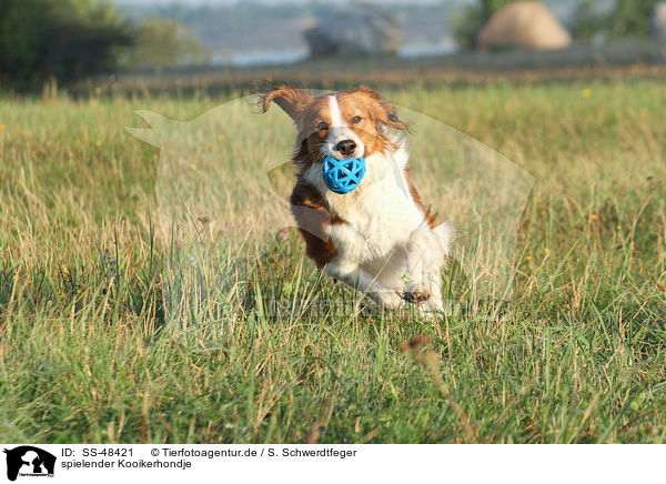 spielender Kooikerhondje / playing Kooikerhondje / SS-48421